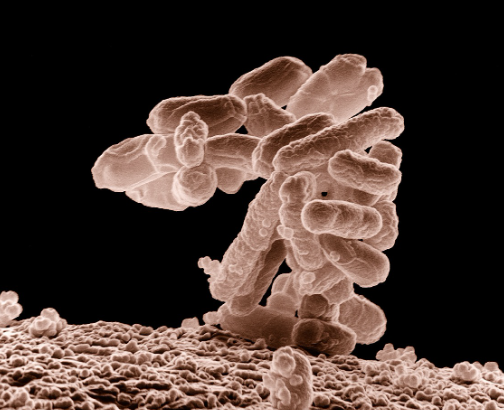 bactérie cystite